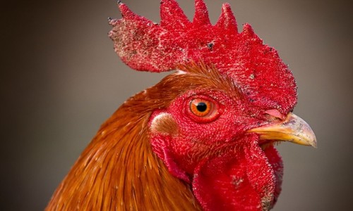 鳕鱼营养价值详解-鳕鱼鱼100g营养成分表网100克鳕鱼的营养成分知识网站,分享鳕鱼的营养价大全